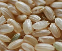 令和4年10月収穫 低タンパク 玄米